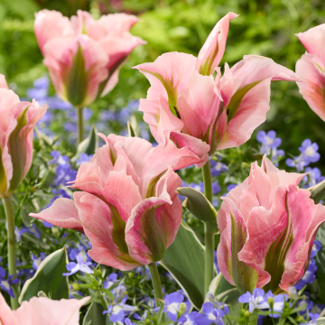 Tulipa China Town -  Pack of 6