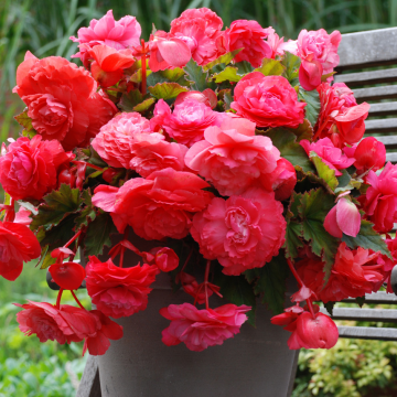 Begonia odorata Pink Delight - Fragrant Pink Begonia