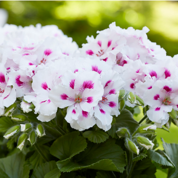 Regal Pelargonium Elegance 'Belinda White'