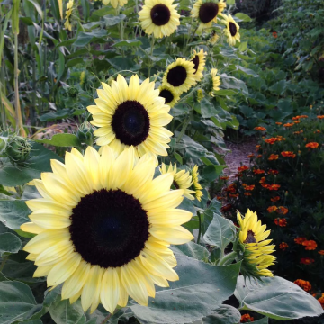 Sunflower Plant - Helianthus Valentine
