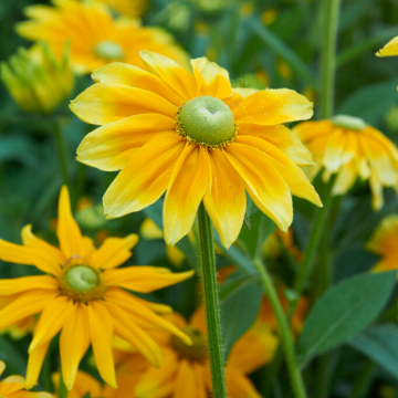 Rudbeckia hirta 'Prairie Sun'