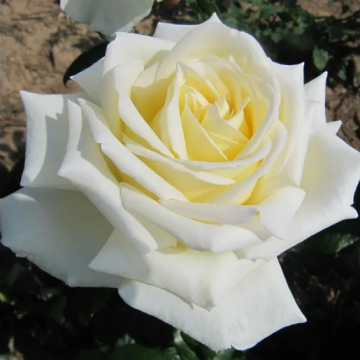 Rose 'The Diamond Wedding' - Hybrid Tea Rose