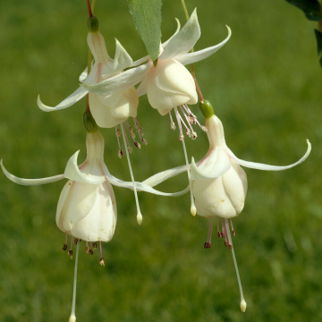 Fuchsia 'Harry Gray' - Double Flowered Trailing Fuchsia