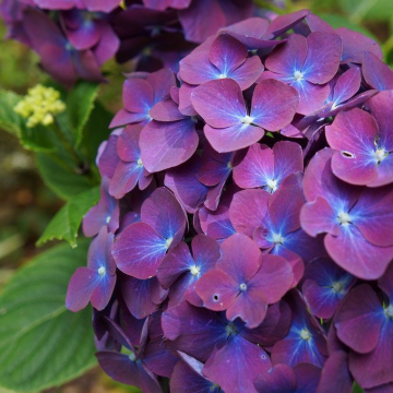 Hydrangea Ruby Aubergine - Large Flowered Mophead Hydrangea - XXXL Plants