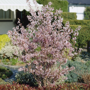 Prunus nipponica var. kurilensis 'Brillant'
