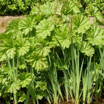Darmera peltata - Umbrella Plant