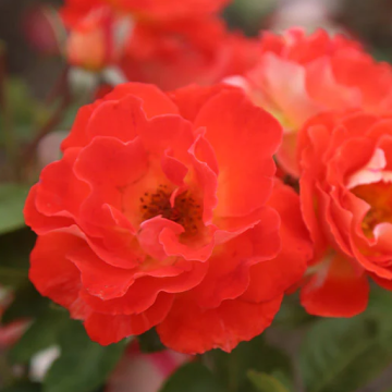 Rose 'Tangerine Tango' - Floribunda Rose