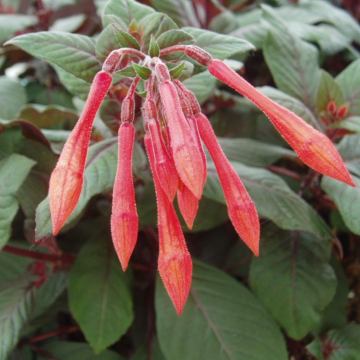 Fuchsia tryphyllia 'Insulinde'