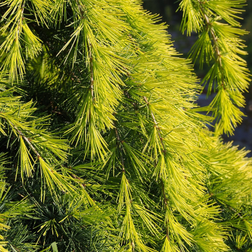 Cedrus deodara 'Golden Horizon'