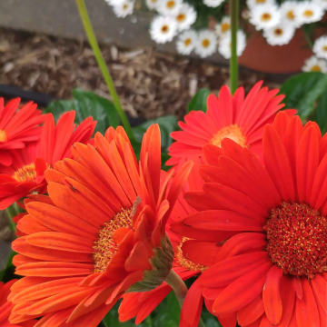 Gerbera Orange 'Sweet Glow'