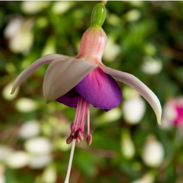 Fuchsia 'La Campanella' - Double Flowered Trailing Fuchsia
