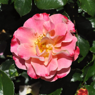 Rose 'Exotic Mella' - Floribunda Rose