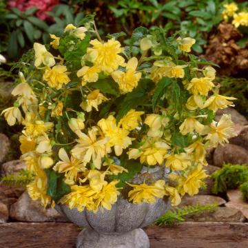 Begonia pendula Yellow - Perfect for Tubs and Baskets
