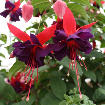 Fuchsia 'Maori Maid'