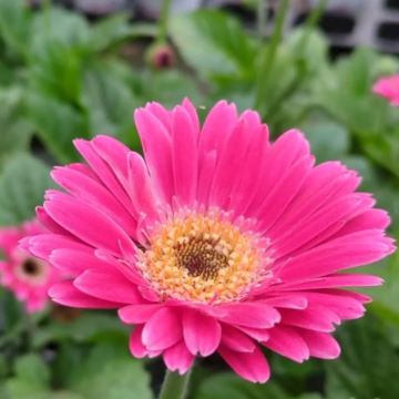 Gerbera Dark Pink with Eye 'Sweet Spice'