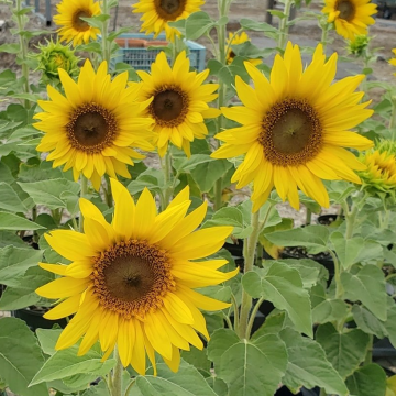 Sunflower Plant - Helianthus Pacino Gold