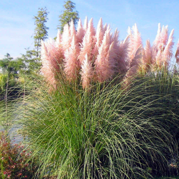 Pink Pampas Grass - Cortaderia selloana rosea - Pack of Three Plants