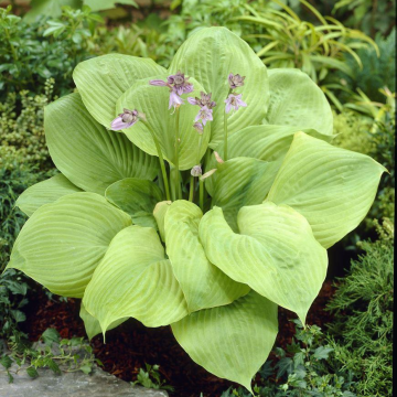 Hosta 'Sum and Substance'