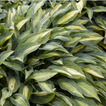 Hosta 'Stained Glass'