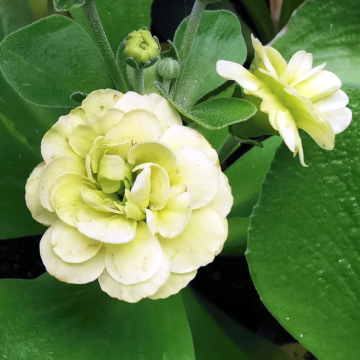 Primula auricula 'Berti'