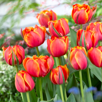 Tulipa Queensday- Pack of 6