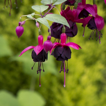 Fuchsia 'New Millennium' - Burgundy & Black Trailing Fuchsia