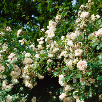 Rose White New Dawn - Climbing Rose - Large 5-6ft Specimen