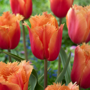 Tulipa Lambada - Pack of 6