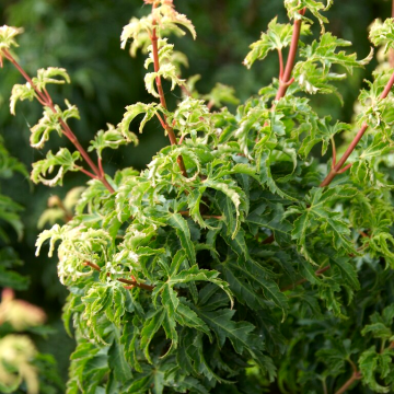 Acer palmatum Shishigashira - Lion's Head Japanese Maple