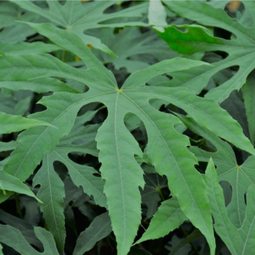 Fatsia polycarpa ‘Green Fingers’ - Large Plant