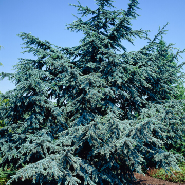 Cedrus libani 'Glauca'