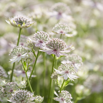 Astrantia major 'Florence'