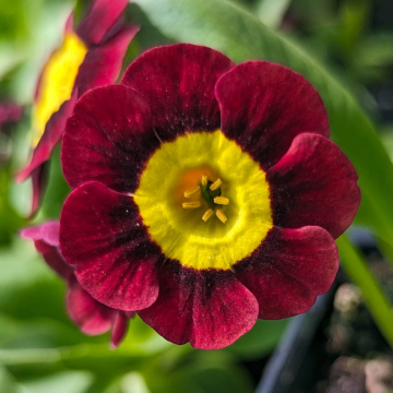 Primula auricula 'Louis'