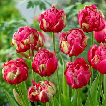 Tulipa Renown Unique- Pack of 6
