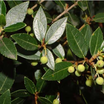 Phillyrea latifolia