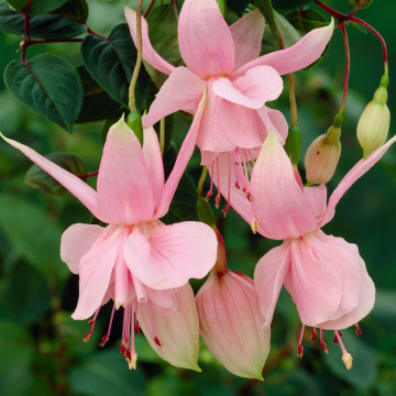 Fuchsia 'Pink Galore' - Double Flowered Trailing Fuchsia