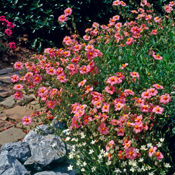 Helianthemum Wisley Pink