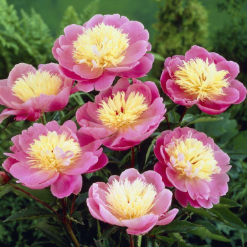 Paeonia 'Bowl of Beauty'