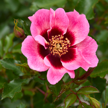 Pair of PATIO Standard Rose Trees - Babylon Eyes TRENDY