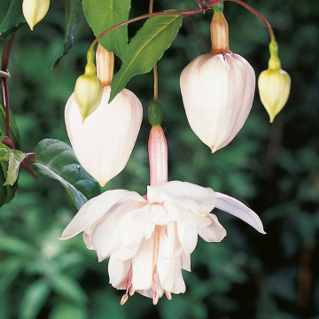 Fuchsia 'Pink Marshmallow' - Double Flowered Trailing Fuchsia