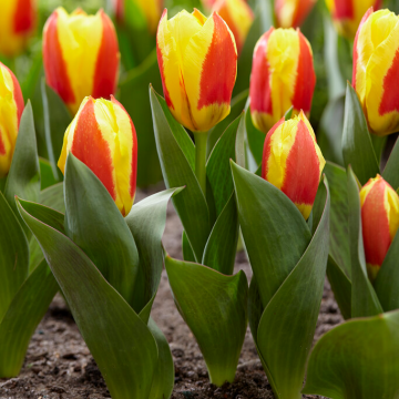 Tulipa Stresa - Pack of 6