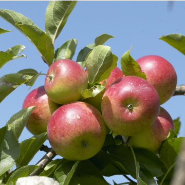 Patio Fruit Tree - Malus Discovery - Apple Tree
