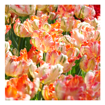 Tulipa Apricot Parrot -  Pack of 6