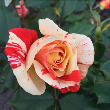 Rose 'Hanky Panky' - Floribunda Rose