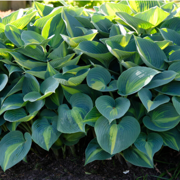 Hosta 'Catherine'