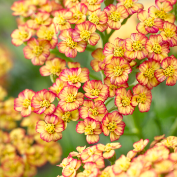 Achillea Tricolour