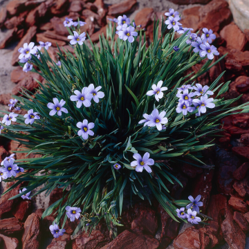 Sisyrinchium Idahoense Macounii