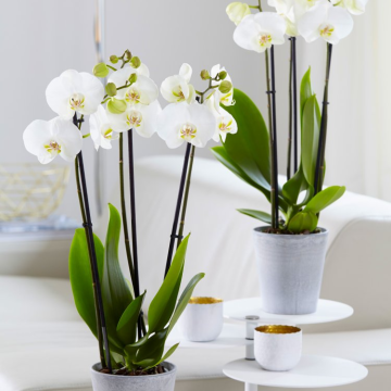 MOTHERS DAY - Phalaenopsis - White Orchid