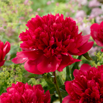 Paeonia 'Many Happy Returns'