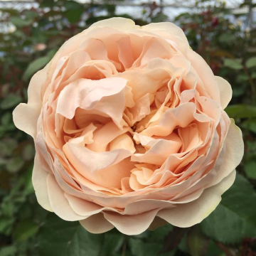 Rose 'Unforgettable'